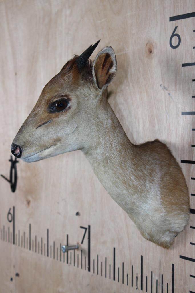Little RED DUIKER Shoulder Mount - 3