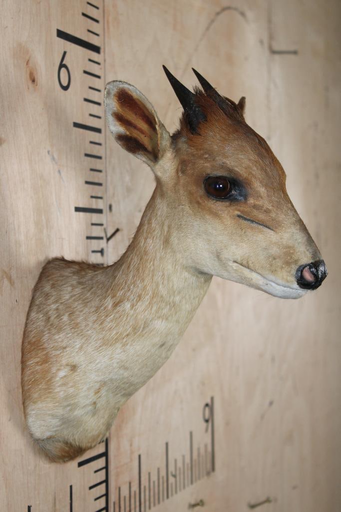 Little RED DUIKER Shoulder Mount - 4