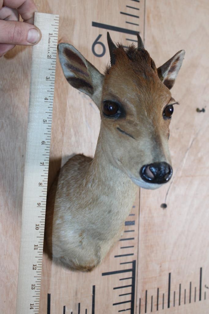 Little RED DUIKER Shoulder Mount - 5