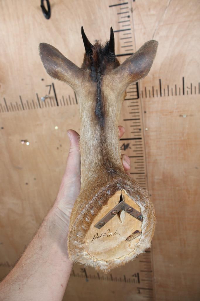 Little RED DUIKER Shoulder Mount - 6