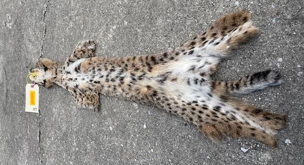 *New* Spotted North American BOBCAT Fur or Hide: Beautiful *New* Spotted North American BOBCAT Fur or Hide. It measures 41" Long from the nose to the tip of the tail. Great log cabin decor! DECORATIVE TAXIDERMY 