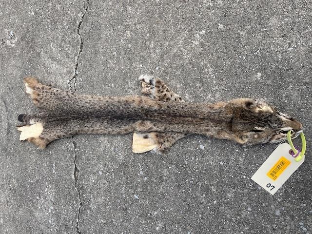 *New* Spotted North American BOBCAT Fur or Hide - 2