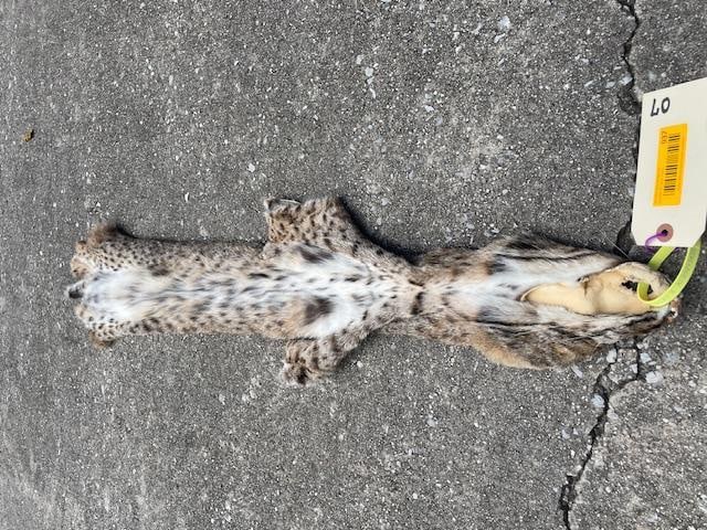 *New* Spotted North American BOBCAT Fur or Hide - 3