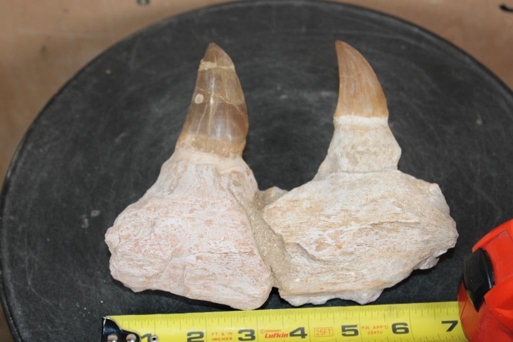 2 XXL Fossilized MOSASAUR Teeth Rooted in a Fossilized Jaw Section - 2