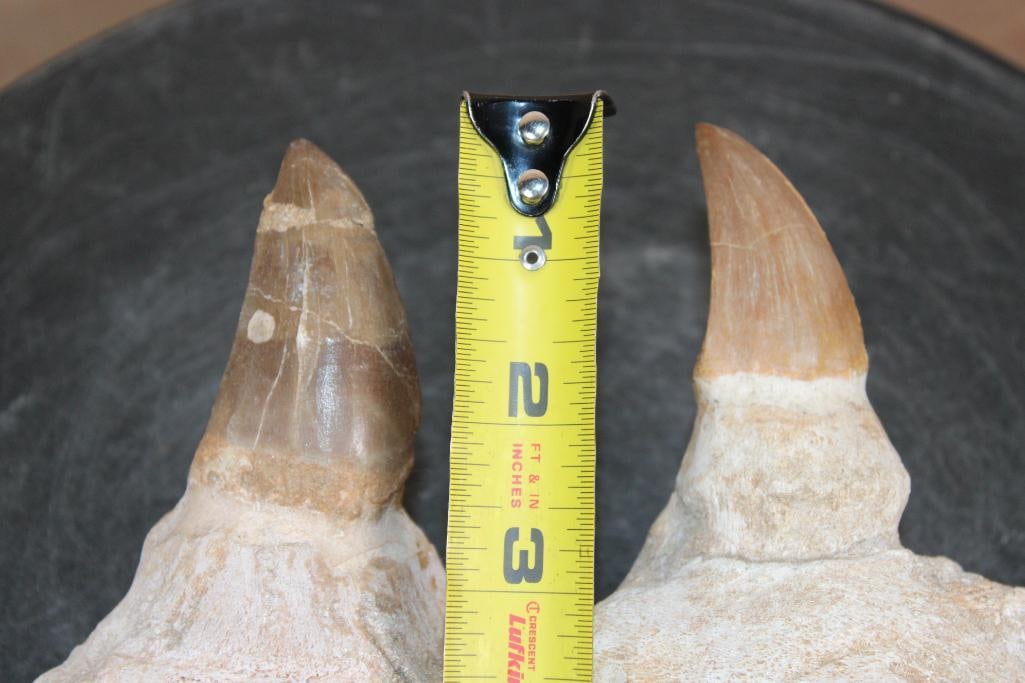 2 XXL Fossilized MOSASAUR Teeth Rooted in a Fossilized Jaw Section - 3