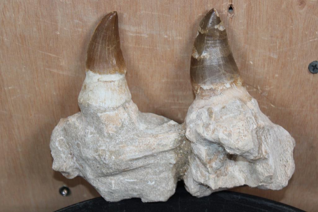2 XXL Fossilized MOSASAUR Teeth Rooted in a Fossilized Jaw Section - 4