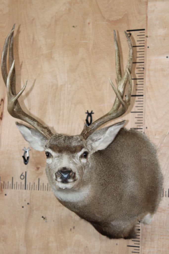 9-Point MULE DEER Shoulder Mount (1 of 9)