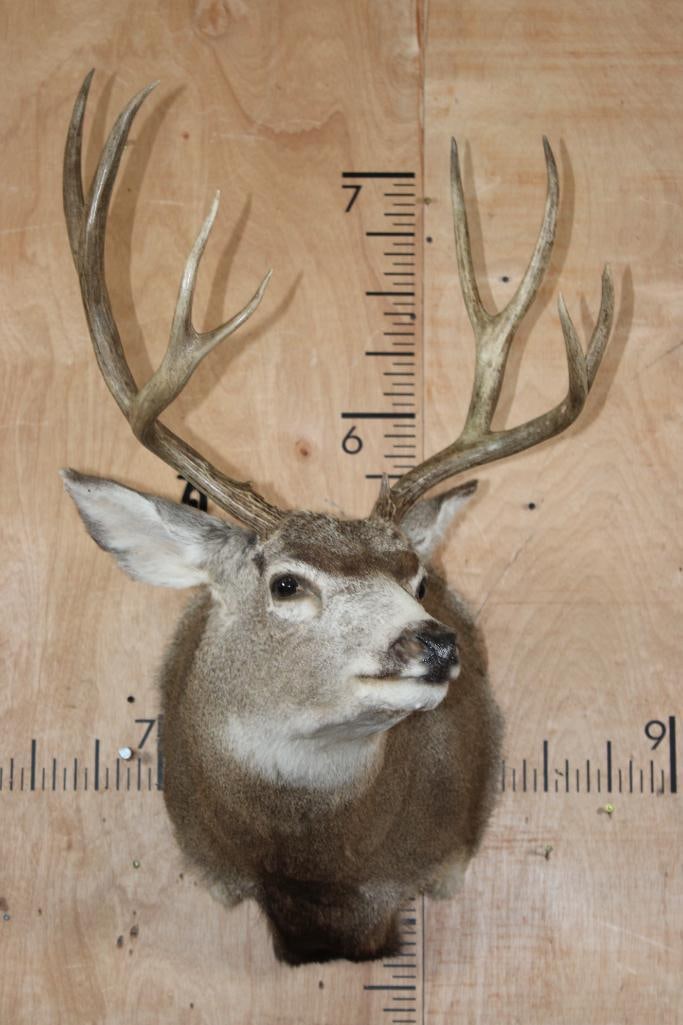 9-Point MULE DEER Shoulder Mount - 2