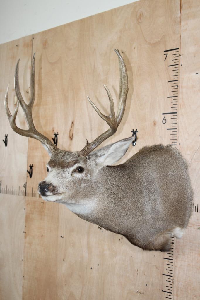 9-Point MULE DEER Shoulder Mount - 4