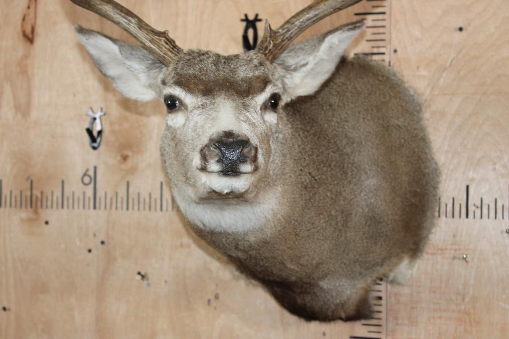 9-Point MULE DEER Shoulder Mount - 6