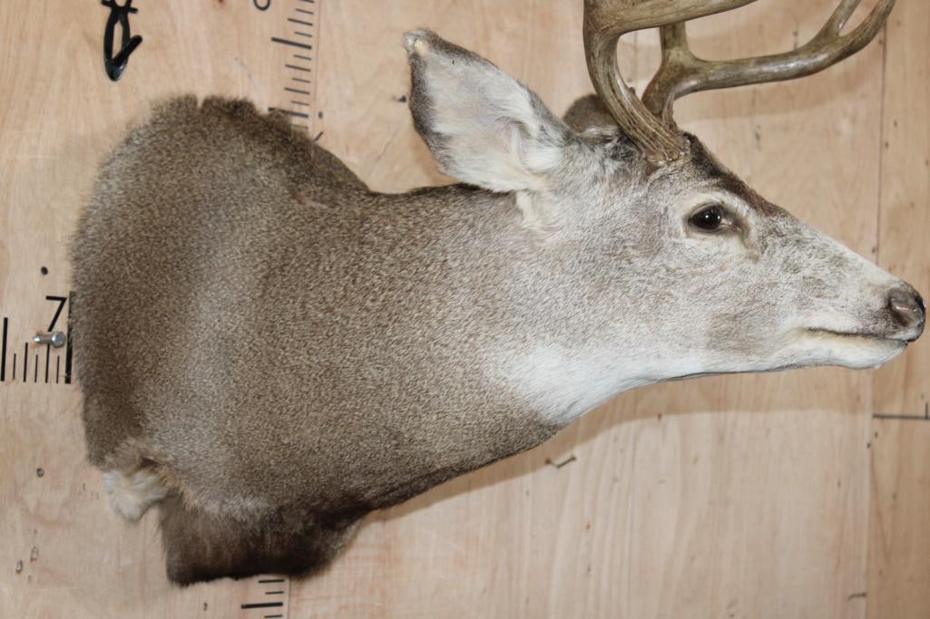 9-Point MULE DEER Shoulder Mount - 7