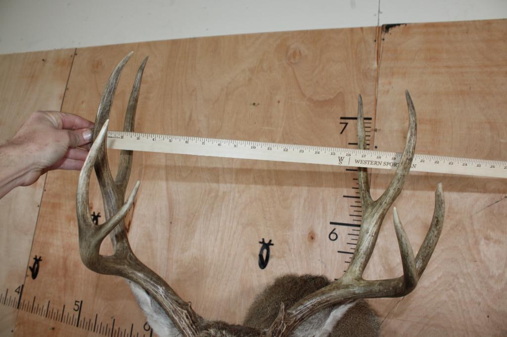 9-Point MULE DEER Shoulder Mount - 8
