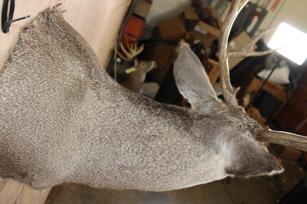 9-Point MULE DEER Shoulder Mount - 9