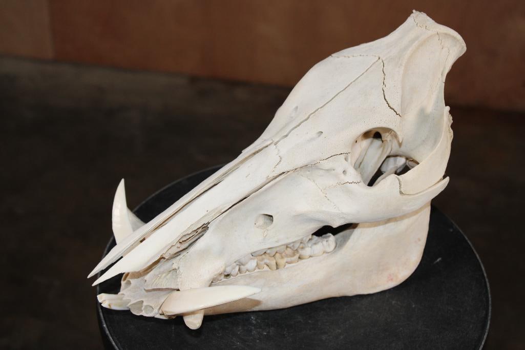 WILD BOAR or HOG Skull: WILD BOAR or HOG Skull. It measures 12" Long x 6" Wide x 8" Tall. It weighs 2 lbs 4 oz. TAXIDERMY SKULLS 