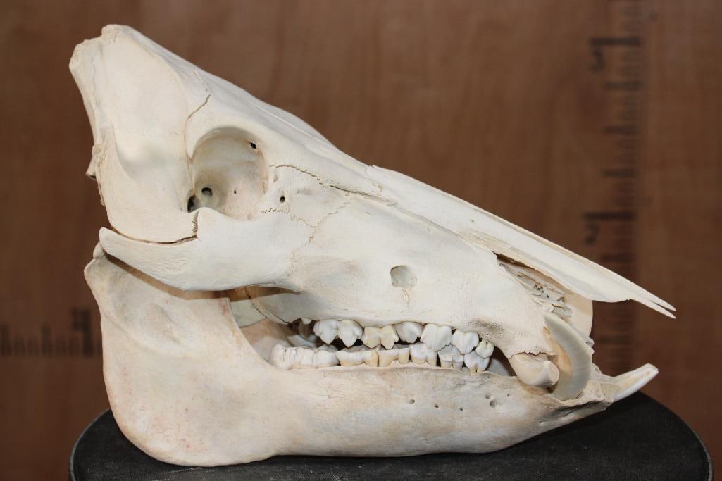 WILD BOAR or HOG Skull - 3