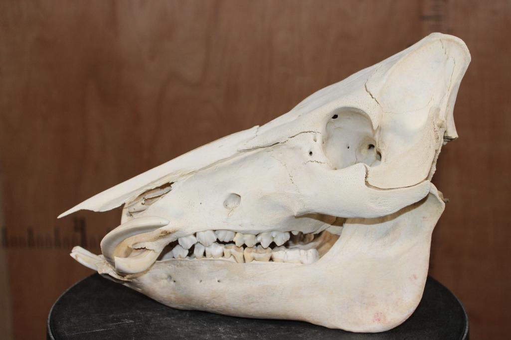 WILD BOAR or HOG Skull - 4