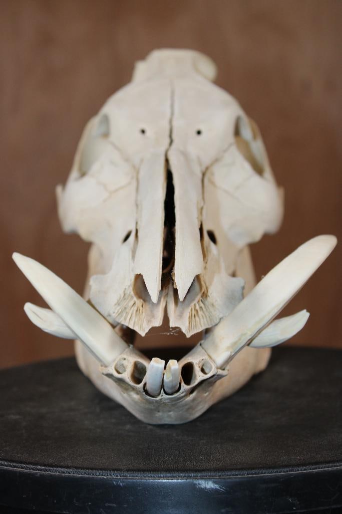 WILD BOAR or HOG Skull - 5
