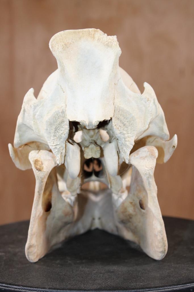 WILD BOAR or HOG Skull - 6