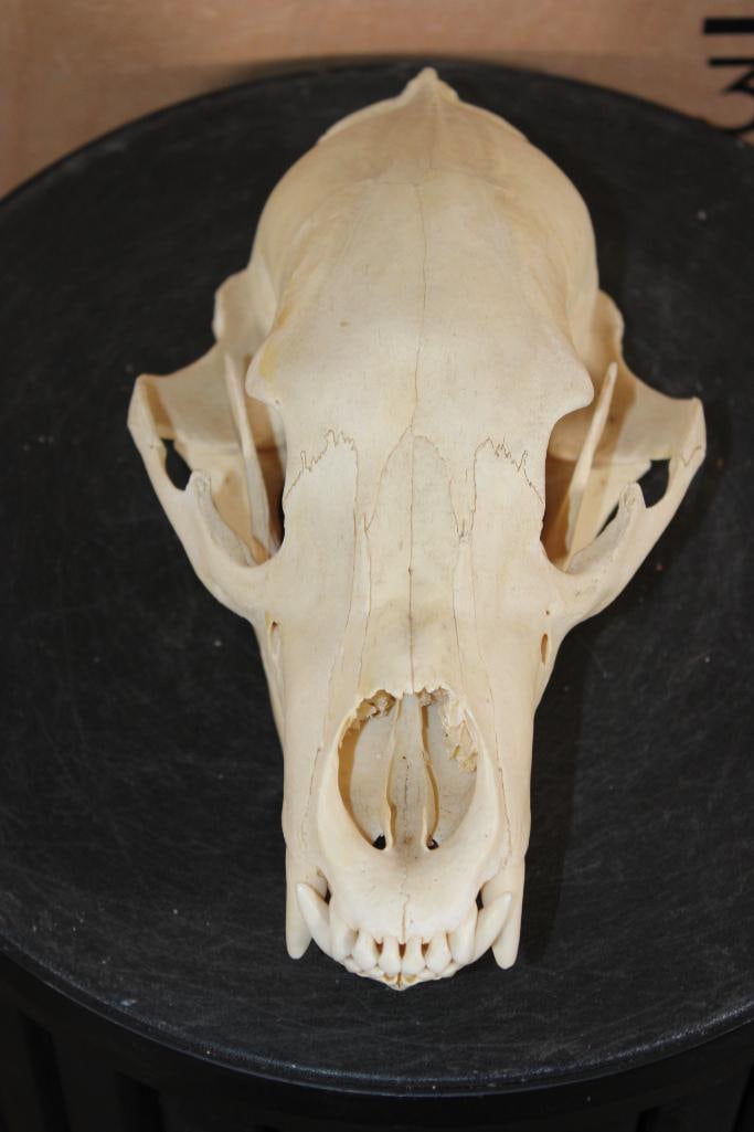 BLACK BEAR Skull: Very Nice BLACK BEAR Skull. It measures 10 1/8" Long x 5 7/8" Wide and has All its Teeth but 1. TAXIDERMY SKULLS 