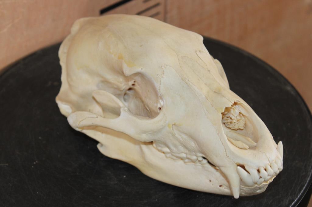 BLACK BEAR Skull - 3