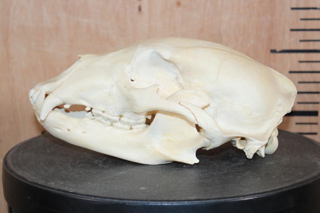 BLACK BEAR Skull - 6