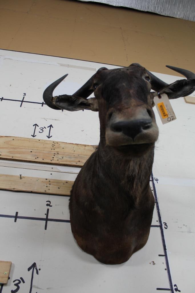 WILDEBEEST Shoulder Mount - 10