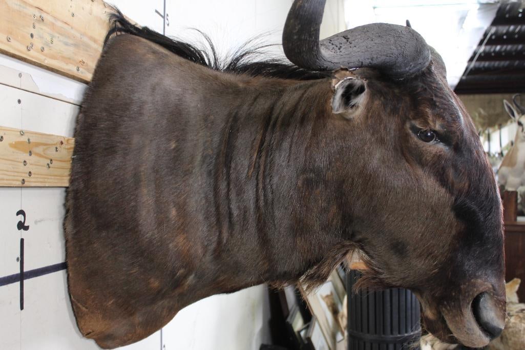 WILDEBEEST Shoulder Mount - 11