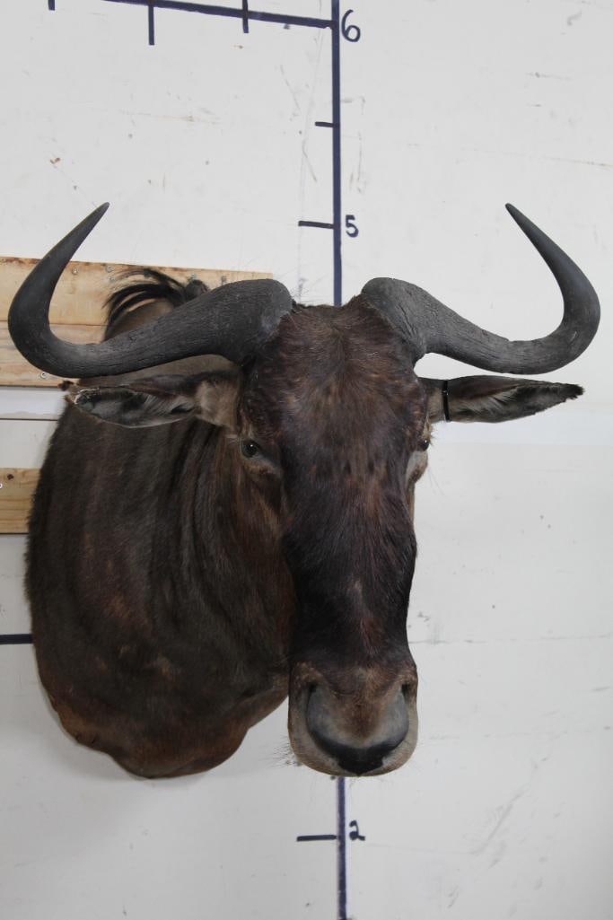 WILDEBEEST Shoulder Mount: Older WILDEBEEST Shoulder Mount. It has ear damage, otherwise it is in Good Condition. TAXIDERMY 