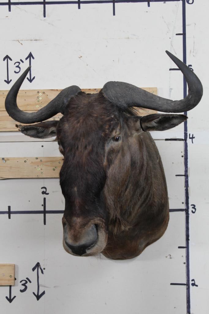 WILDEBEEST Shoulder Mount - 2