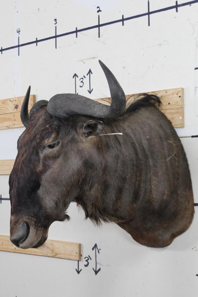 WILDEBEEST Shoulder Mount - 3