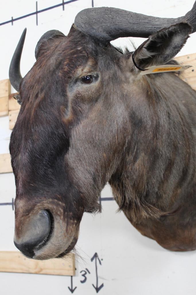 WILDEBEEST Shoulder Mount - 4