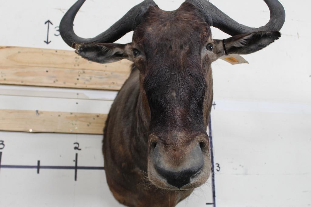 WILDEBEEST Shoulder Mount - 5