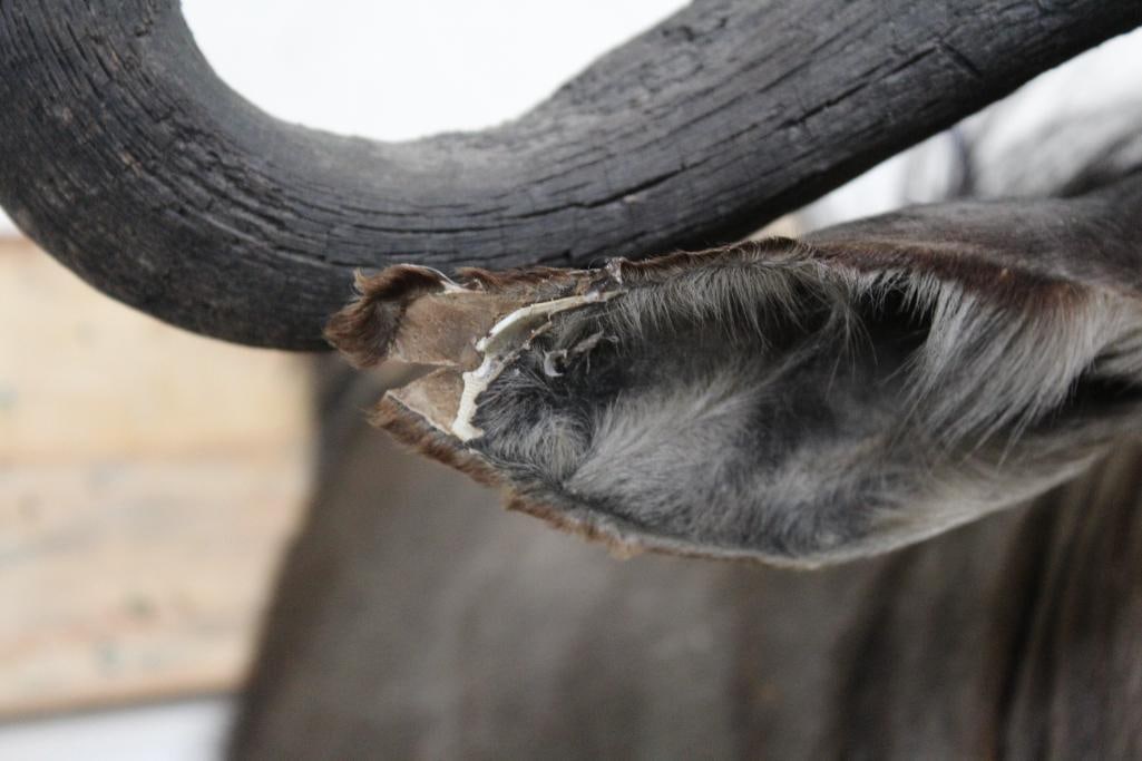 WILDEBEEST Shoulder Mount - 6