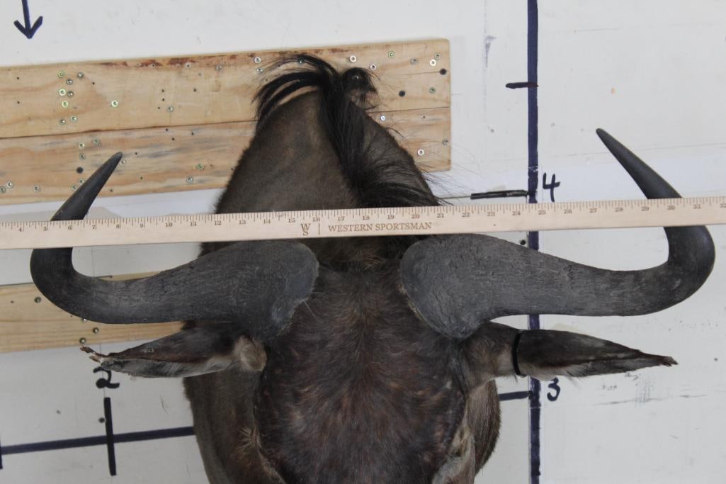 WILDEBEEST Shoulder Mount - 7