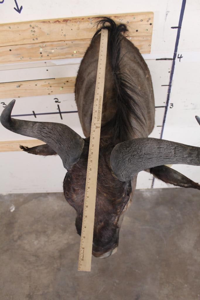 WILDEBEEST Shoulder Mount - 8