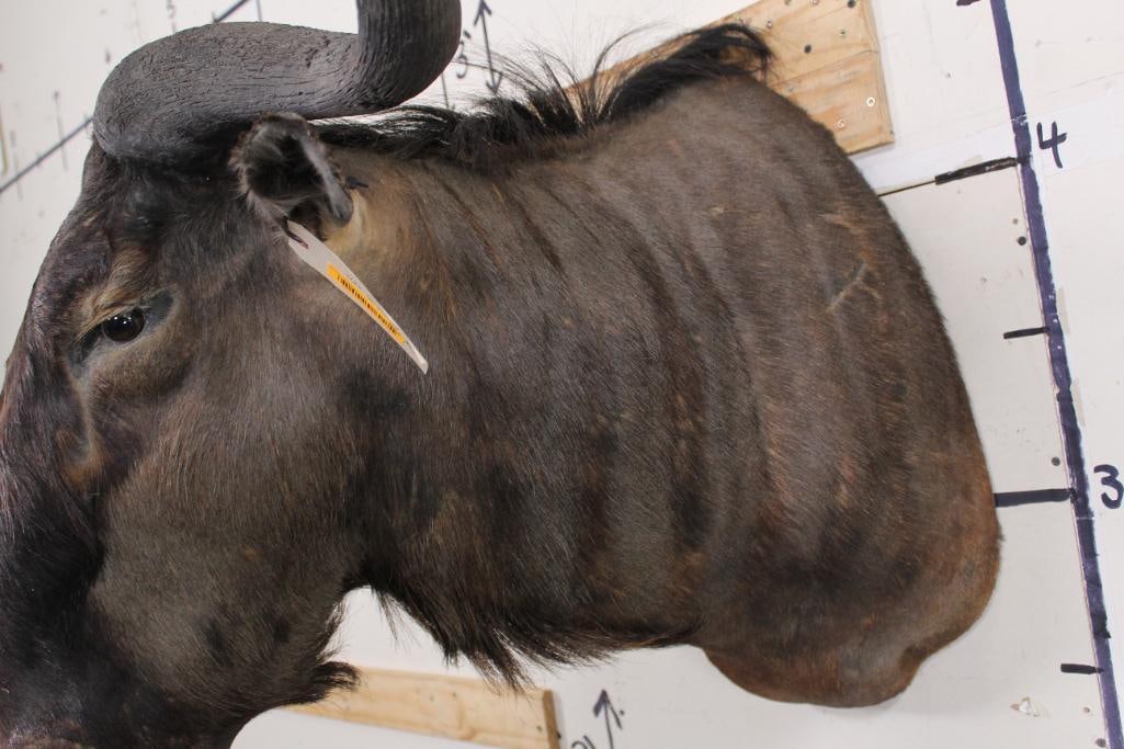 WILDEBEEST Shoulder Mount - 9