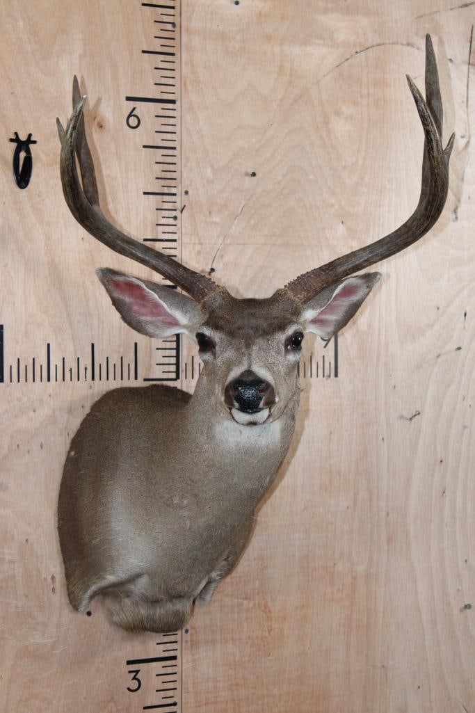 6-Point MULE DEER Shoulder Mount: 6-Point MULE DEER Shoulder Mount. It has a 21" Spread, there are a few hide rugs and minor bald spots. TAXIDERMY 