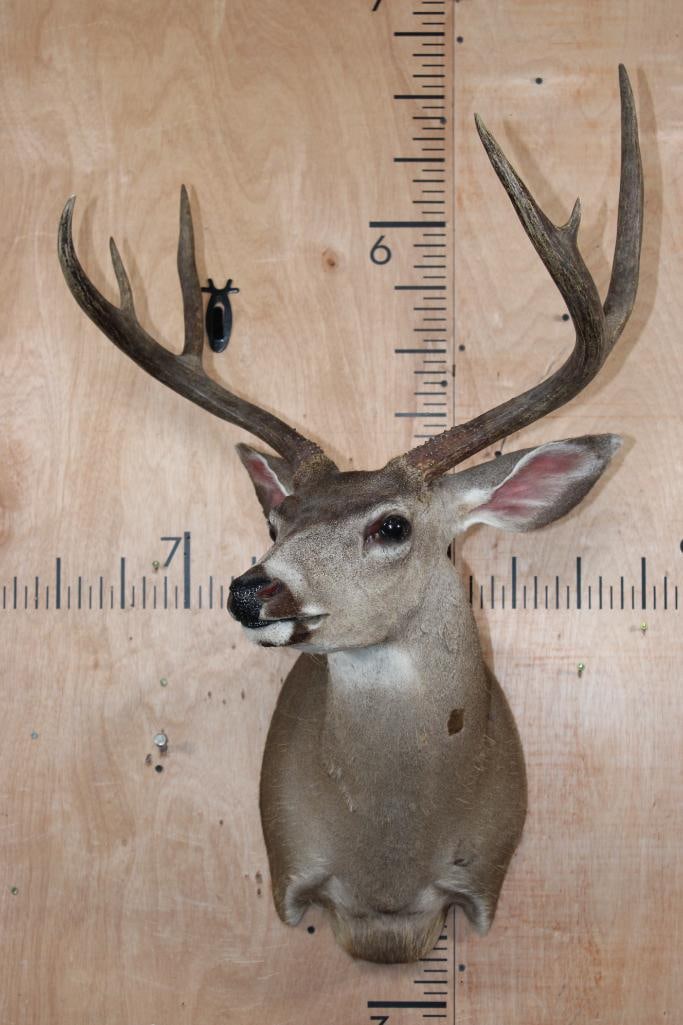 6-Point MULE DEER Shoulder Mount - 2
