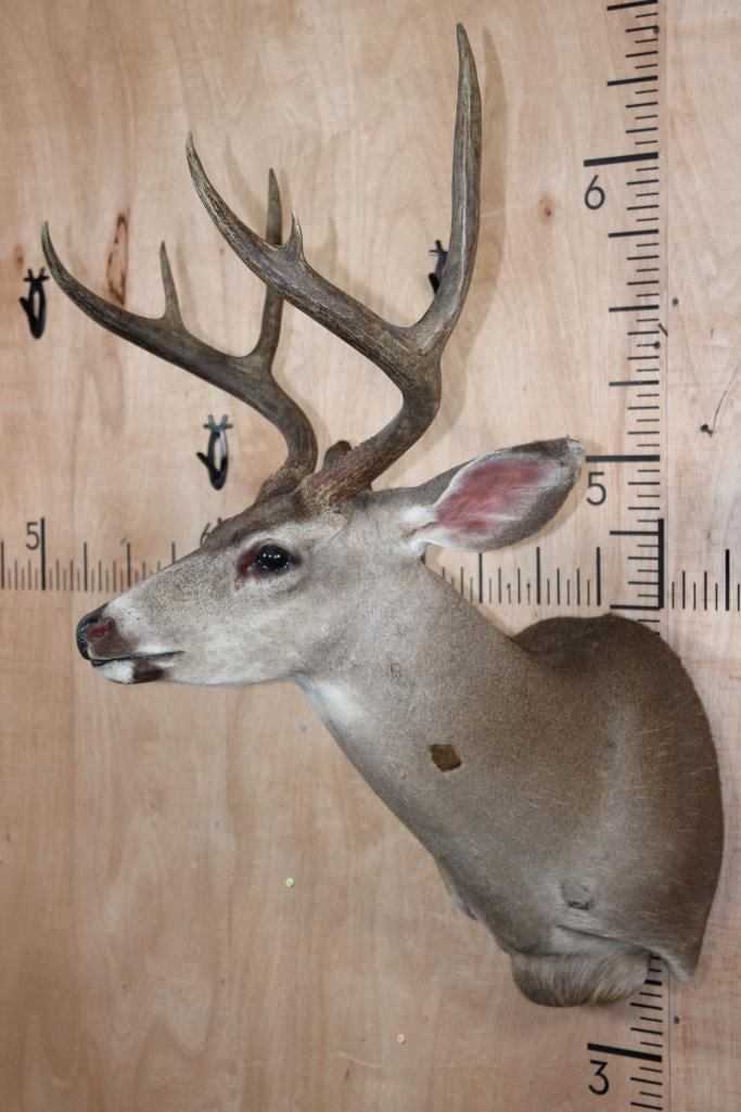 6-Point MULE DEER Shoulder Mount - 3
