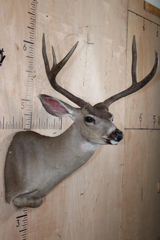 6-Point MULE DEER Shoulder Mount - 4