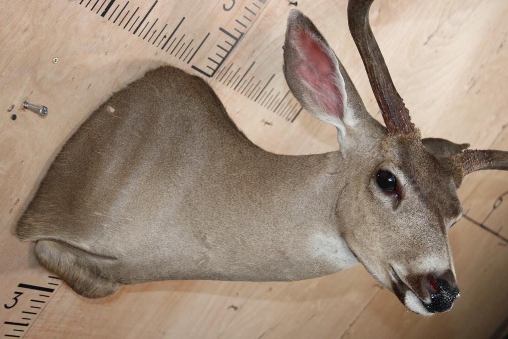 6-Point MULE DEER Shoulder Mount - 5