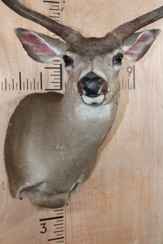 6-Point MULE DEER Shoulder Mount - 6