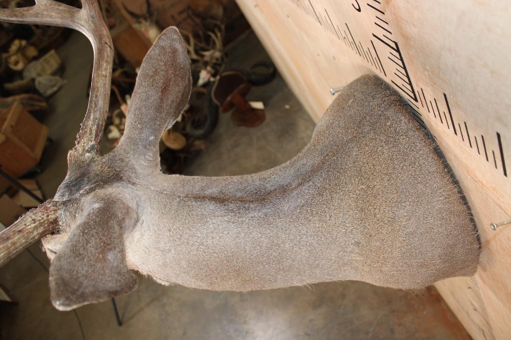 6-Point MULE DEER Shoulder Mount - 8