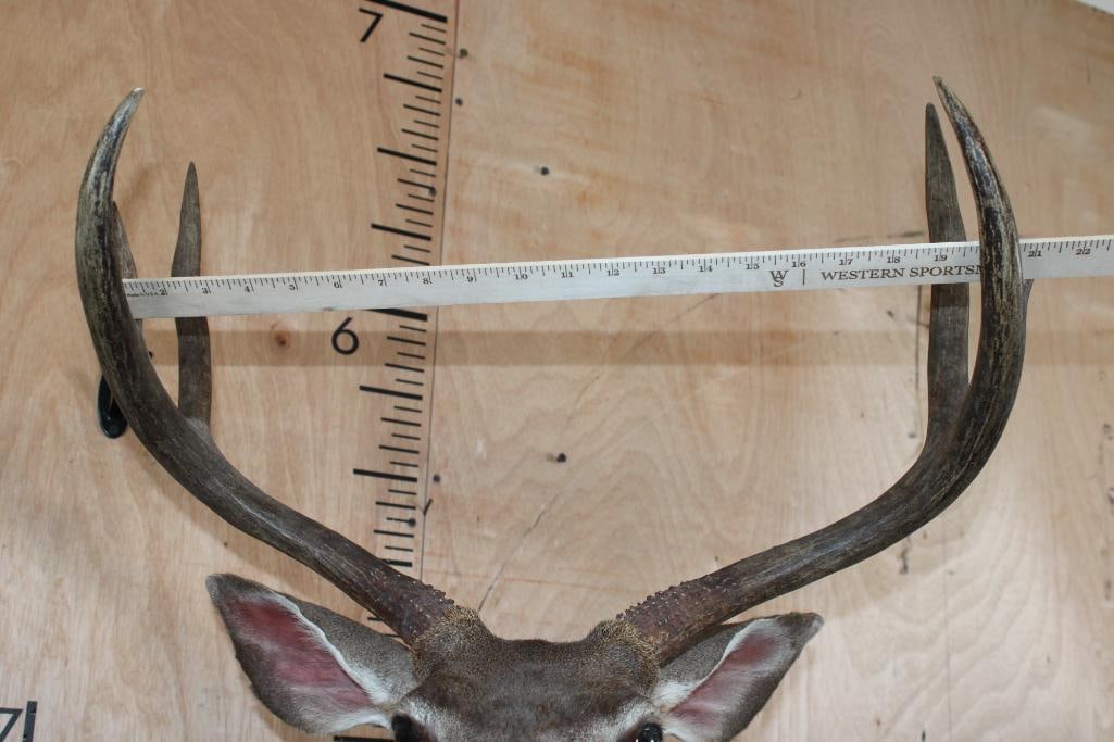 6-Point MULE DEER Shoulder Mount - 9