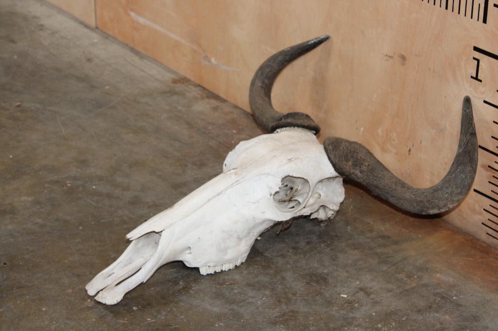 BLUE WILDEBEEST Skull - 2
