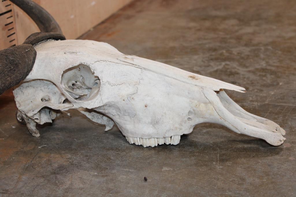 BLUE WILDEBEEST Skull - 4