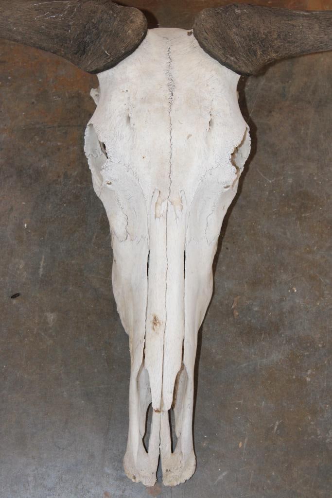 BLUE WILDEBEEST Skull - 5