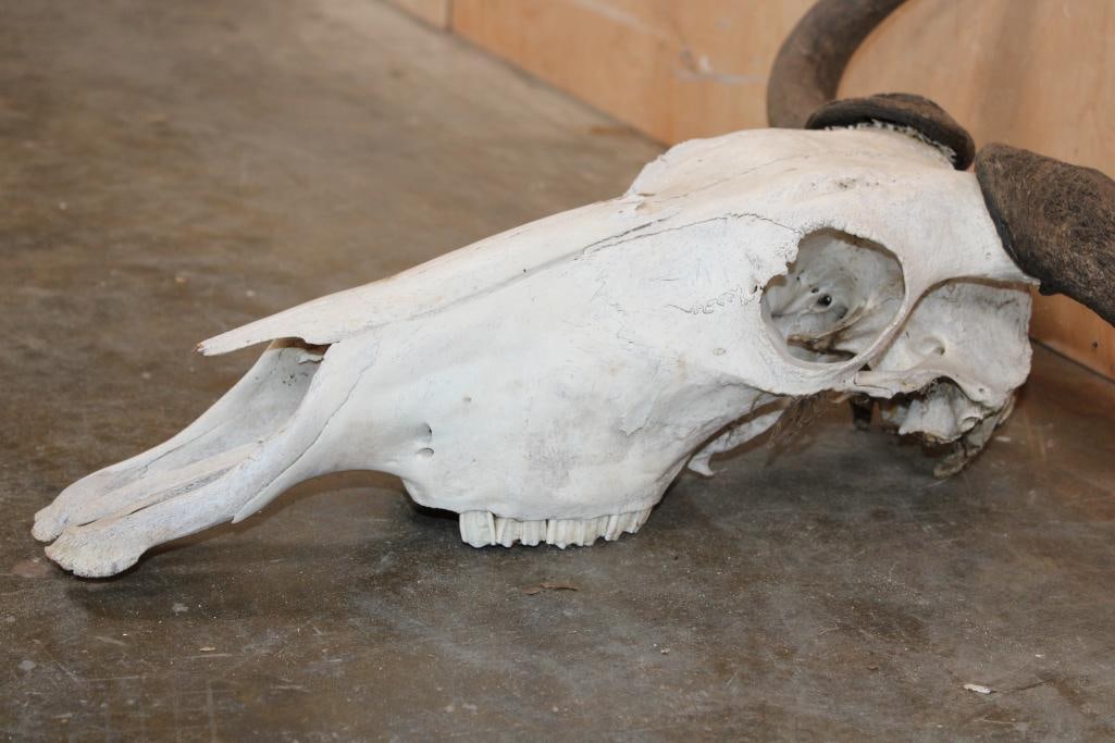 BLUE WILDEBEEST Skull - 6