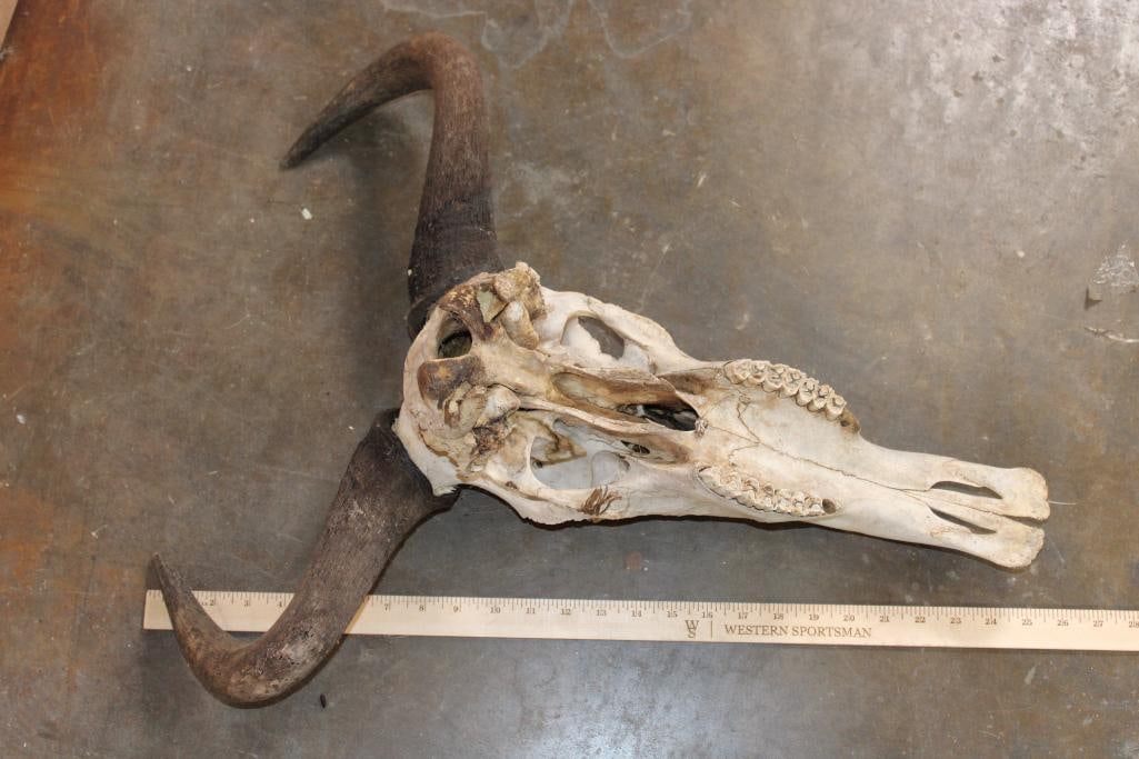 BLUE WILDEBEEST Skull - 7