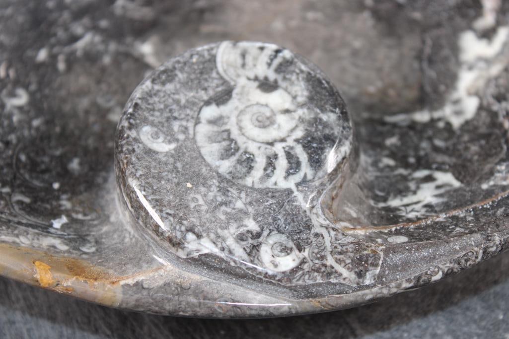 Polished AMMONITE and ORTHOCERAS Fossil Matrix Bowl or Dish - 3